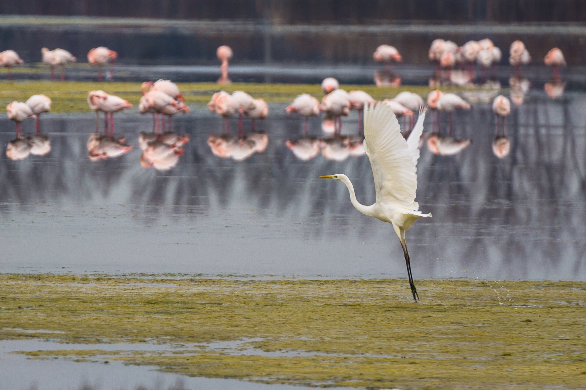 Birdwatching a Cervia | © Patrizio Alberti