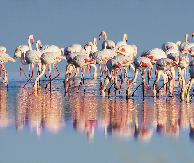 Fenicotteri - Salina di Cervia | © Mario Zanetti