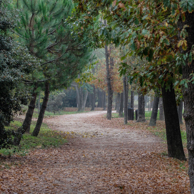 Pineta di Pinarella | © Gruppo Fotografico Cervese